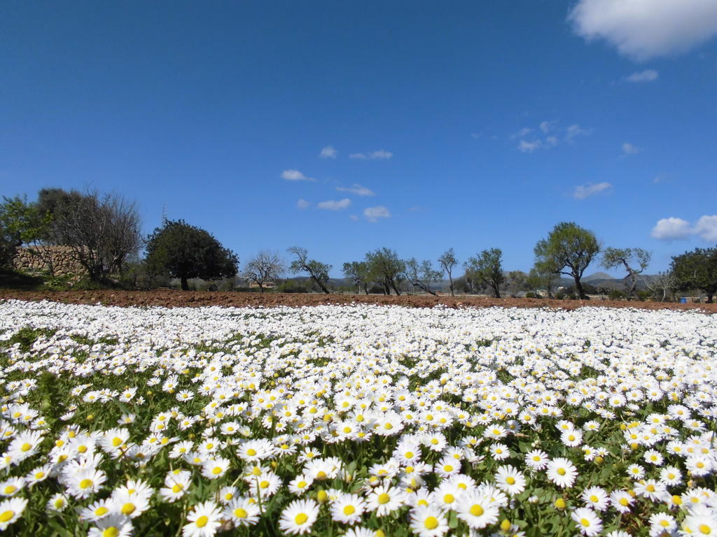 Agroturismo Na Set Centes - Adults Only Artá Dış mekan fotoğraf
